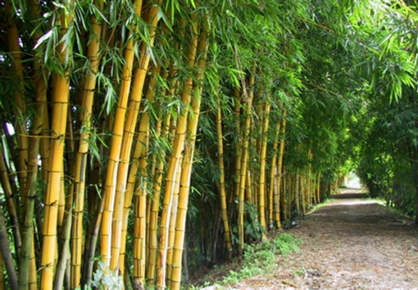 Đại lý cọc tre công trình Hội An